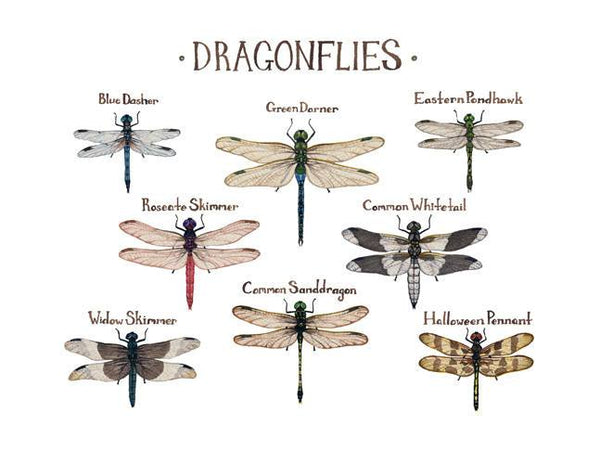 Wholesale Field Guide Art Print: Dragonflies
