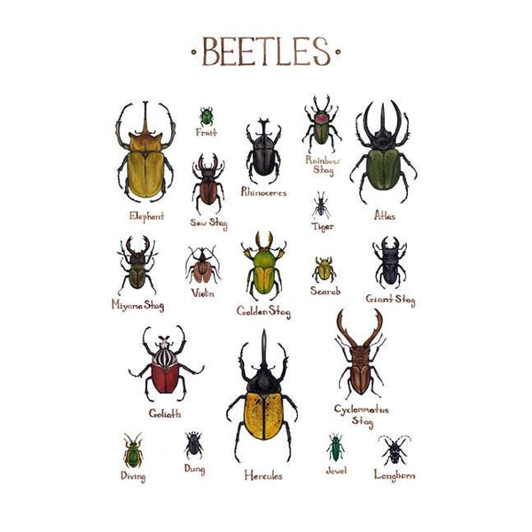 Wholesale Field Guide Art Print: Beetles