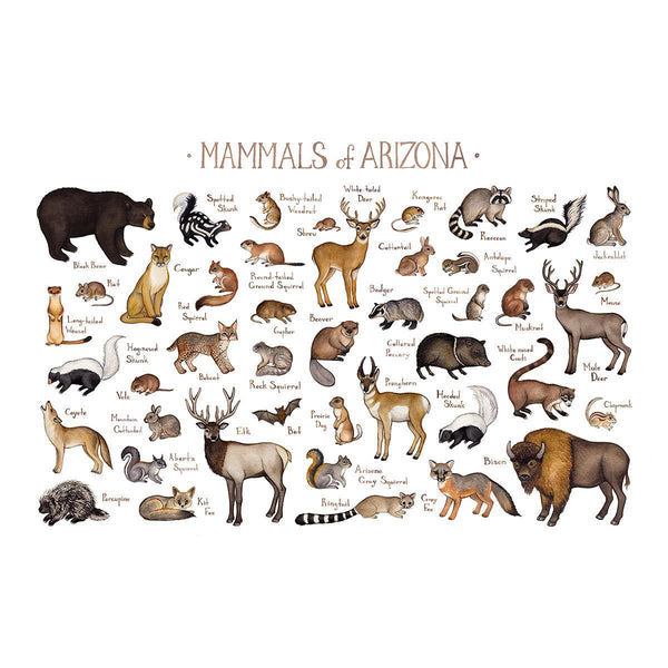 Wholesale Mammals Field Guide Art Print: Arizona