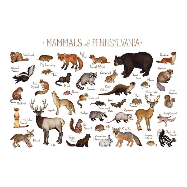 Wholesale Mammals Field Guide Art Print: Pennsylvania