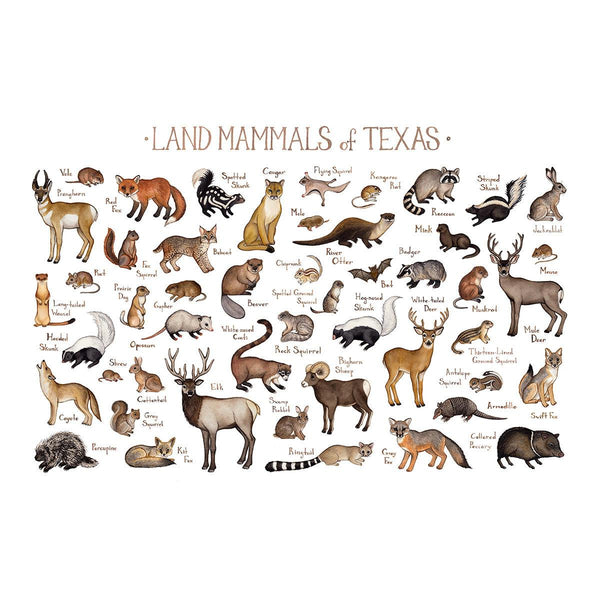Wholesale Mammals Field Guide Art Print: Texas
