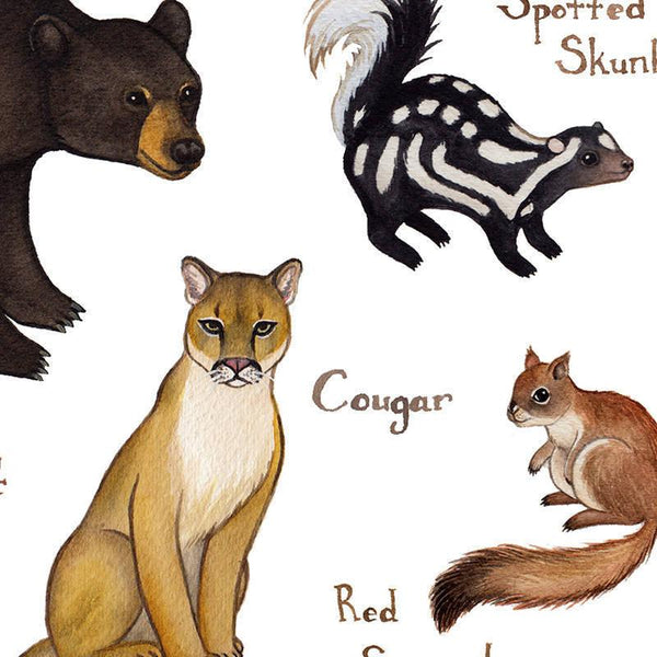 Wholesale Mammals Field Guide Art Print: Arizona