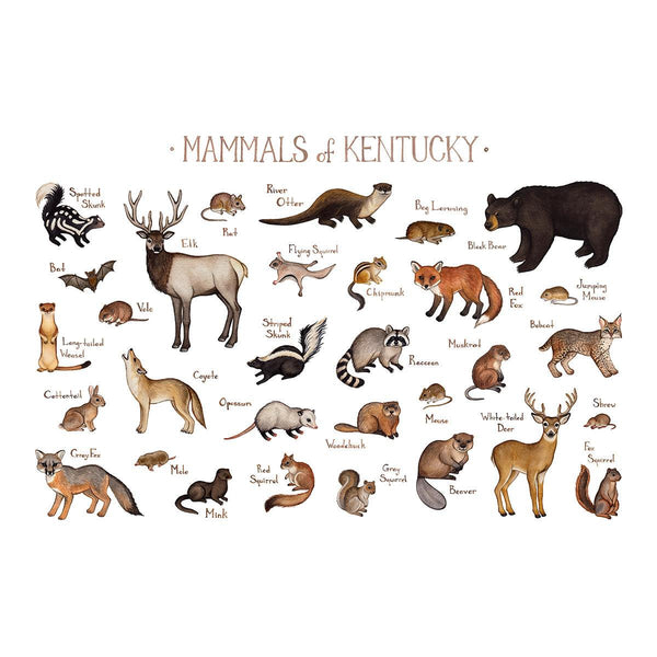 Wholesale Mammals Field Guide Art Print: Kentucky