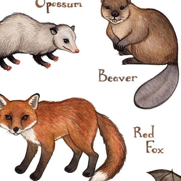 Wholesale Mammals Field Guide Art Print: Maine