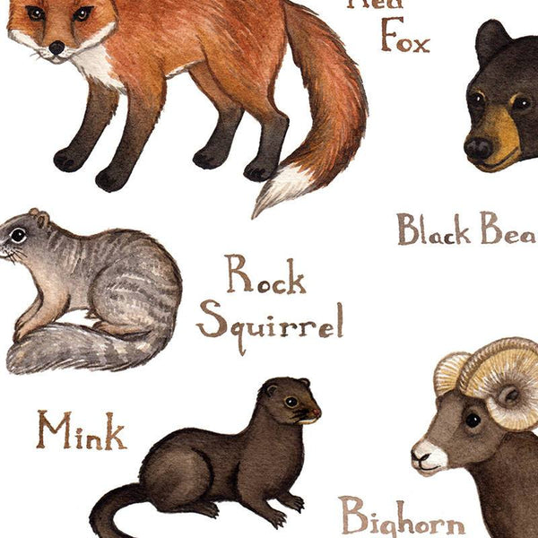 Wholesale Mammals Field Guide Art Print: Utah