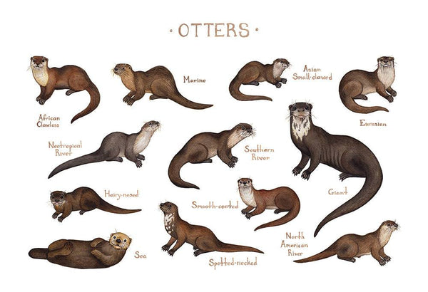 Wholesale Field Guide Art Print: Otters of the World