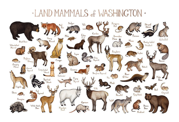 Wholesale Mammals Field Guide Art Print: Washington