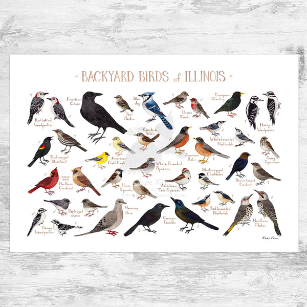 Wholesale Backyard Birds Field Guide Art Print: Illinois