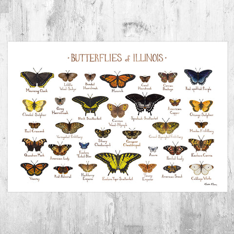 Wholesale Butterflies Field Guide Art Print: Illinois