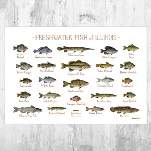 Wholesale Freshwater Fish Field Guide Art Print: Illinois