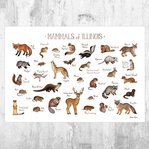 Wholesale Mammals Field Guide Art Print: Illinois