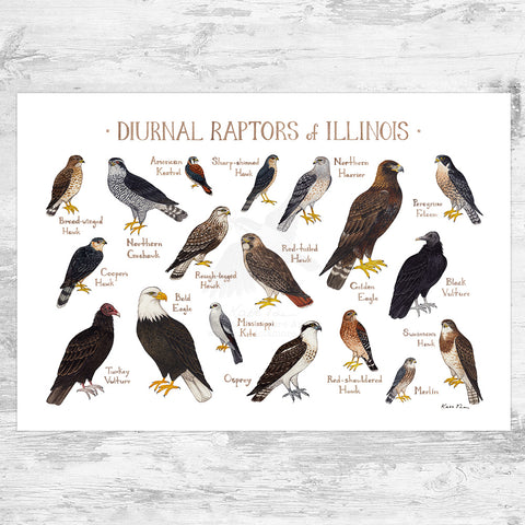 Wholesale Raptors Field Guide Art Print: Illinois