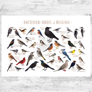 Wholesale Backyard Birds Field Guide Art Print: Indiana