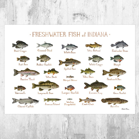 Wholesale Freshwater Fish Field Guide Art Print: Indiana