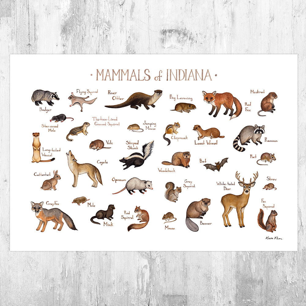 Wholesale Mammals Field Guide Art Print: Indiana