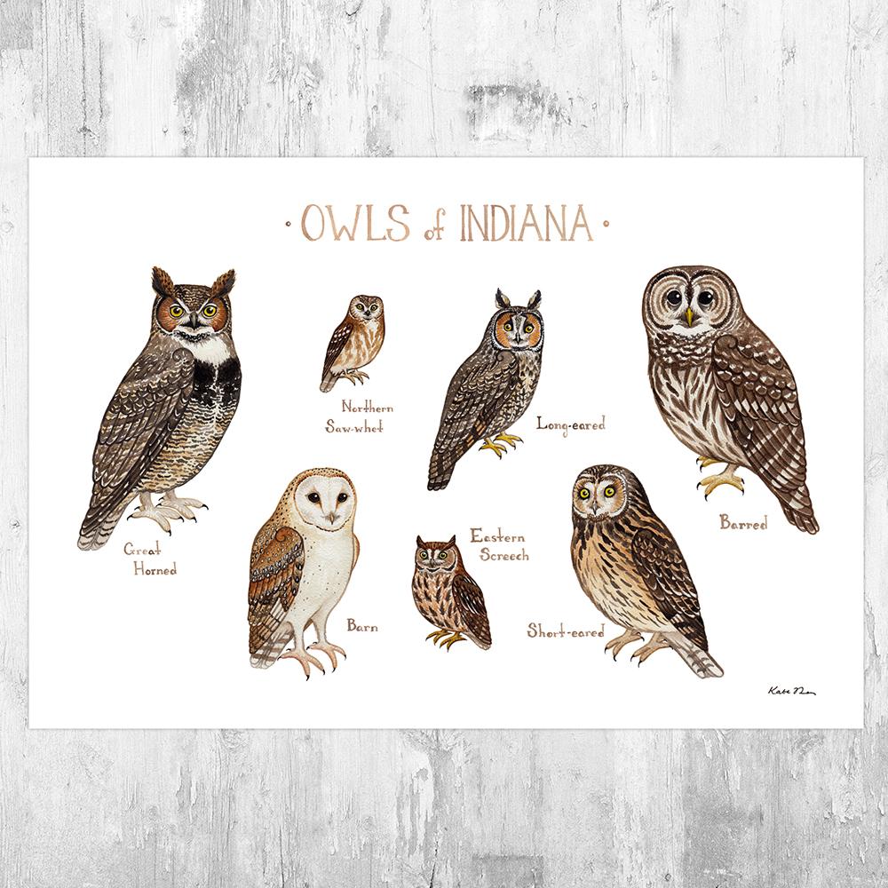 Wholesale Owls Field Guide Art Print: Indiana