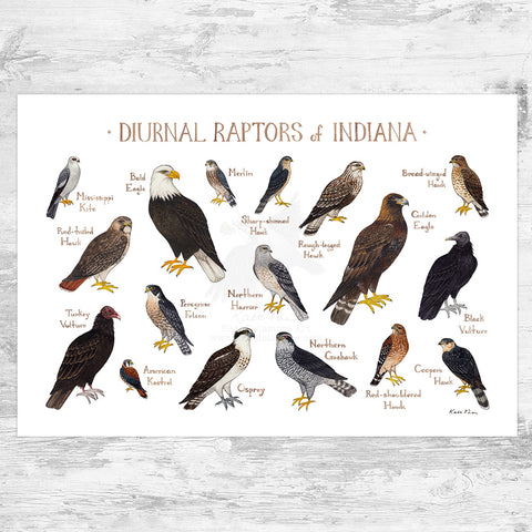 Wholesale Raptors Field Guide Art Print: Indiana