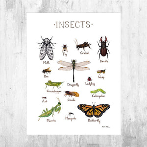 Wholesale Field Guide Art Print: Insects