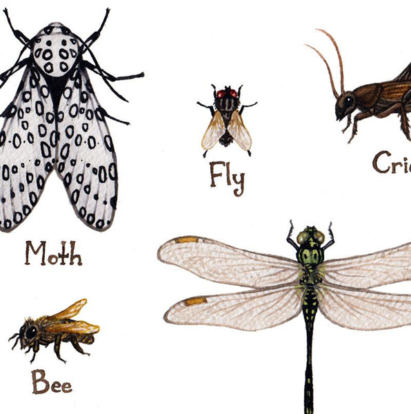 Insects Field Guide Art Print