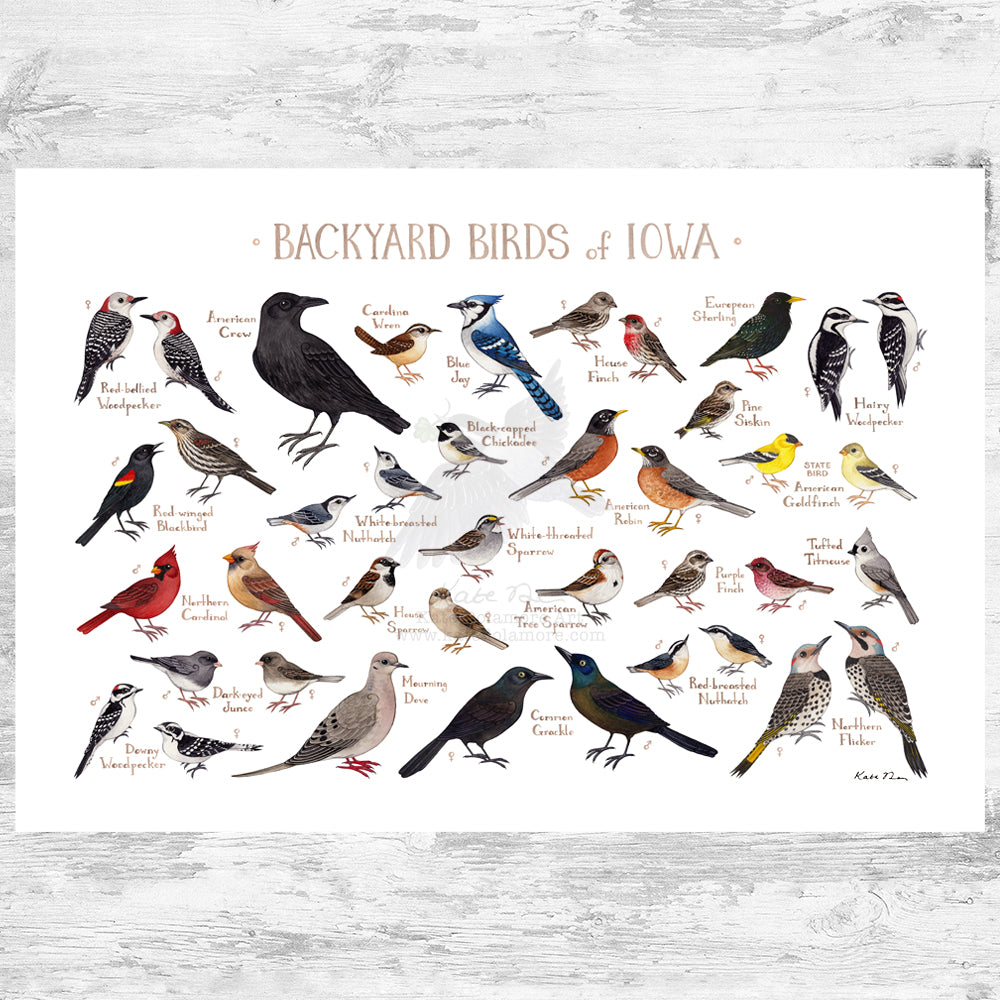 Wholesale Backyard Birds Field Guide Art Print: Iowa