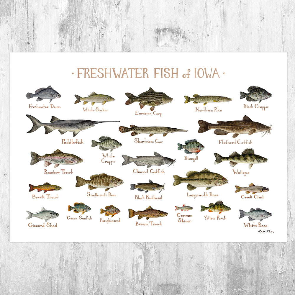 Wholesale Freshwater Fish Field Guide Art Print: Iowa