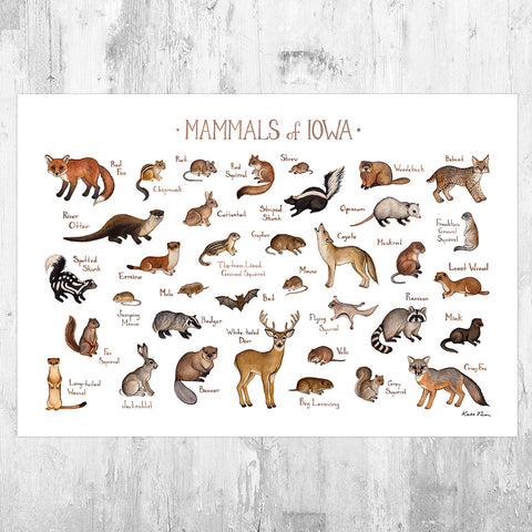 Wholesale Mammals Field Guide Art Print: Iowa