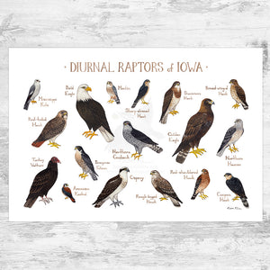 Wholesale Raptors Field Guide Art Print: Iowa