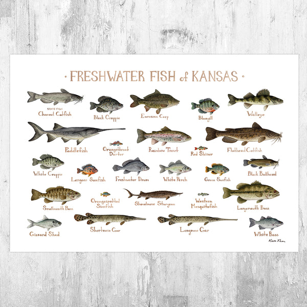 Wholesale Freshwater Fish Field Guide Art Print: Kansas