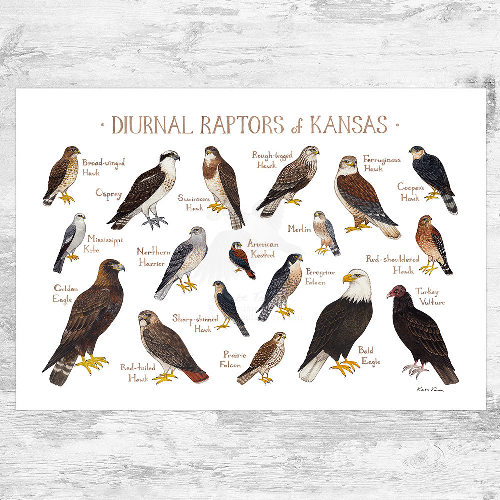 Wholesale Raptors Field Guide Art Print: Kansas
