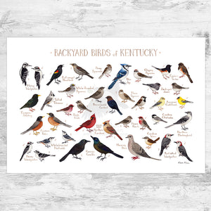 Wholesale Backyard Birds Field Guide Art Print: Kentucky