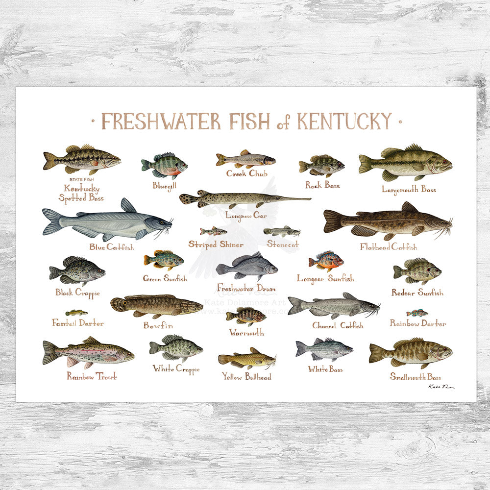 Wholesale Freshwater Fish Field Guide Art Print: Kentucky – Kate Dolamore  Art Wholesale