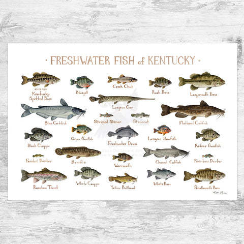 Wholesale Freshwater Fish Field Guide Art Print: Kentucky
