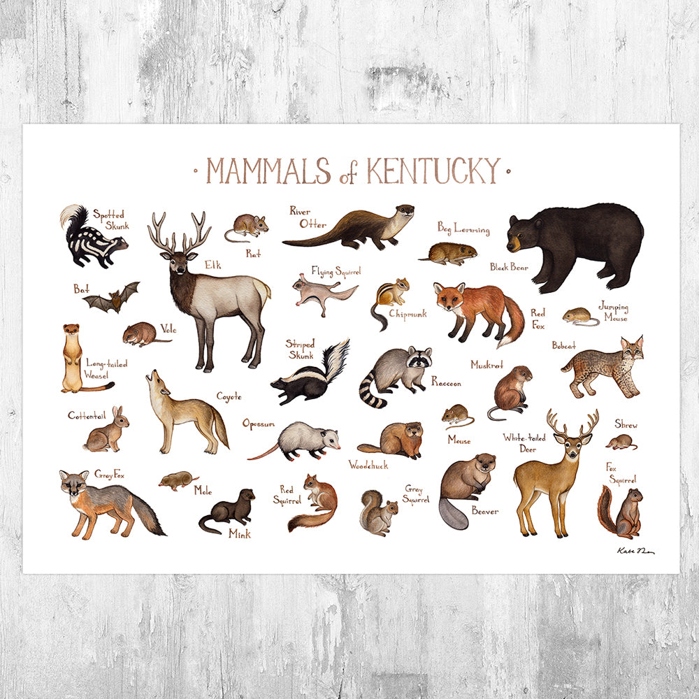 Wholesale Mammals Field Guide Art Print: Kentucky