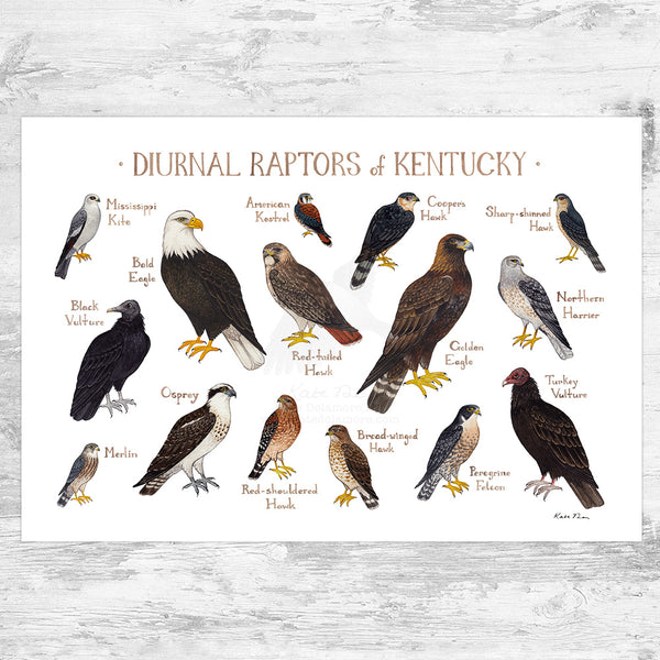 Wholesale Raptors Field Guide Art Print: Kentucky