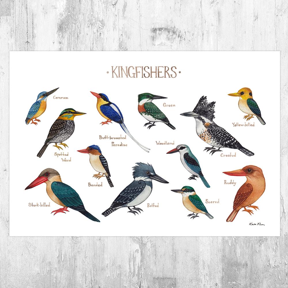 Wholesale Field Guide Art Print: Kingfishers
