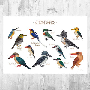 Wholesale Field Guide Art Print: Kingfishers