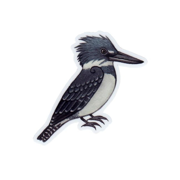 Wholesale Vinyl Sticker: Belted Kingfisher (Male)