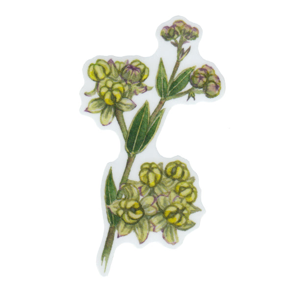 Wholesale Vinyl Sticker: Largeflower Milkweed