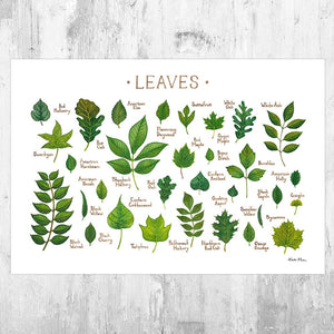 Wholesale Field Guide Art Print: Leaves of North American Trees
