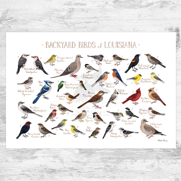 Wholesale Backyard Birds Field Guide Art Print: Louisiana