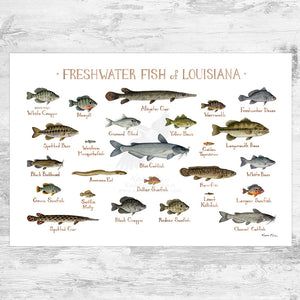 Wholesale Freshwater Fish Field Guide Art Print: Louisiana
