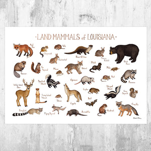 Wholesale Mammals Field Guide Art Print: Louisiana