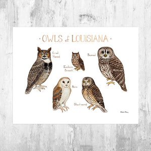 Wholesale Owls Field Guide Art Print: Louisiana