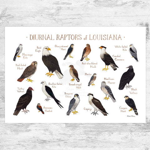 Wholesale Raptors Field Guide Art Print: Louisiana