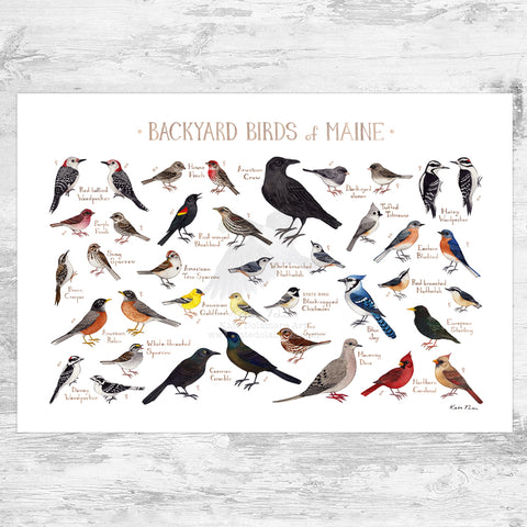 Wholesale Backyard Birds Field Guide Art Print: Maine
