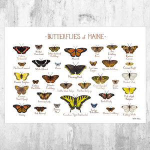 Wholesale Butterflies Field Guide Art Print: Maine