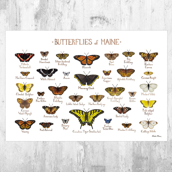 Wholesale Butterflies Field Guide Art Print: Maine