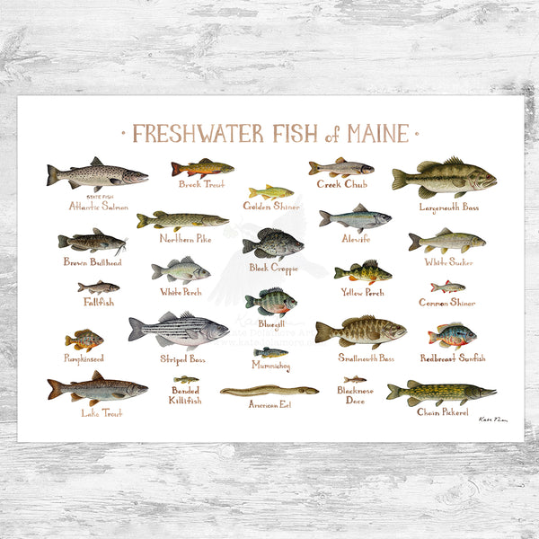 Wholesale Freshwater Fish Field Guide Art Print: Maine