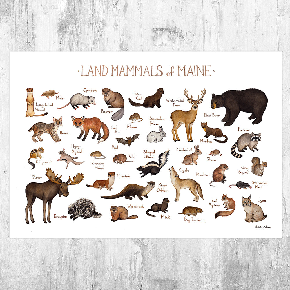 Wholesale Mammals Field Guide Art Print: Maine