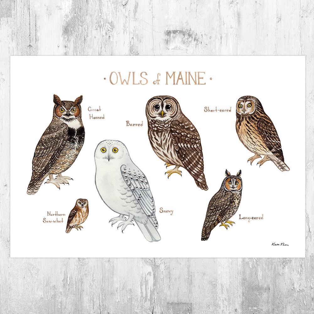 Wholesale Owls Field Guide Art Print: Maine
